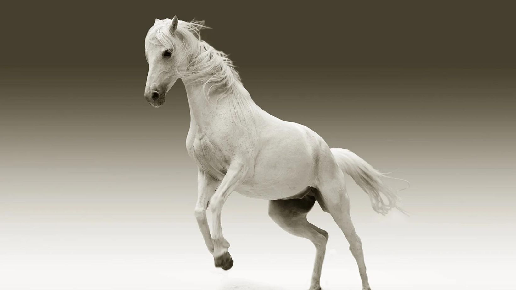 Water Horses
