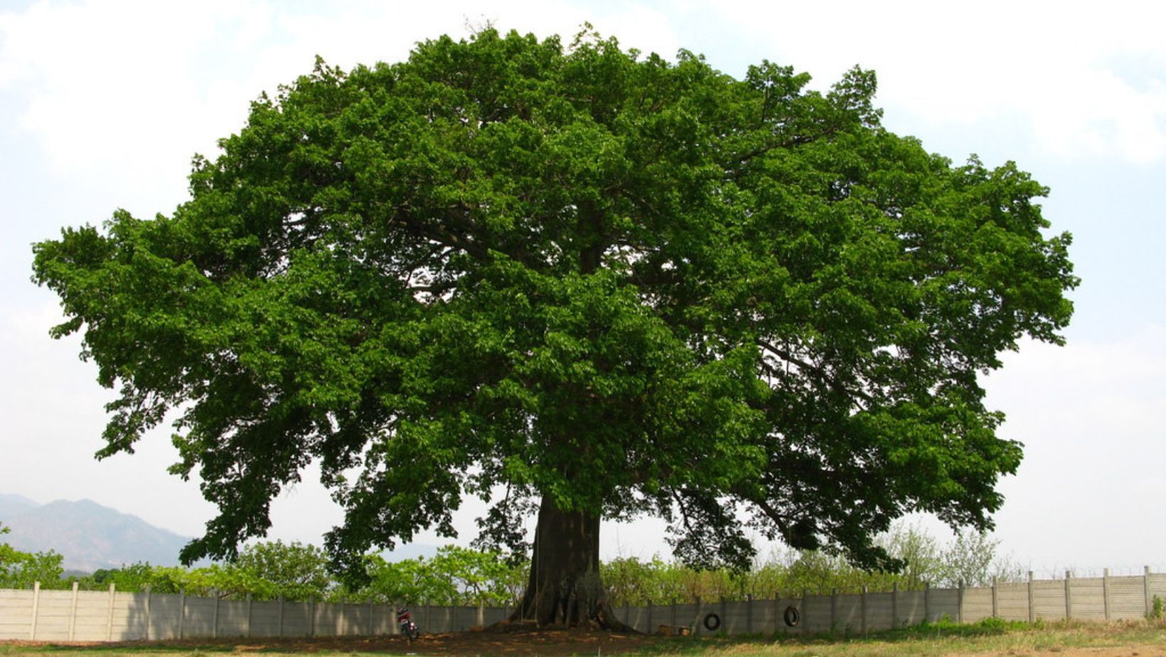 Ceiba Tree