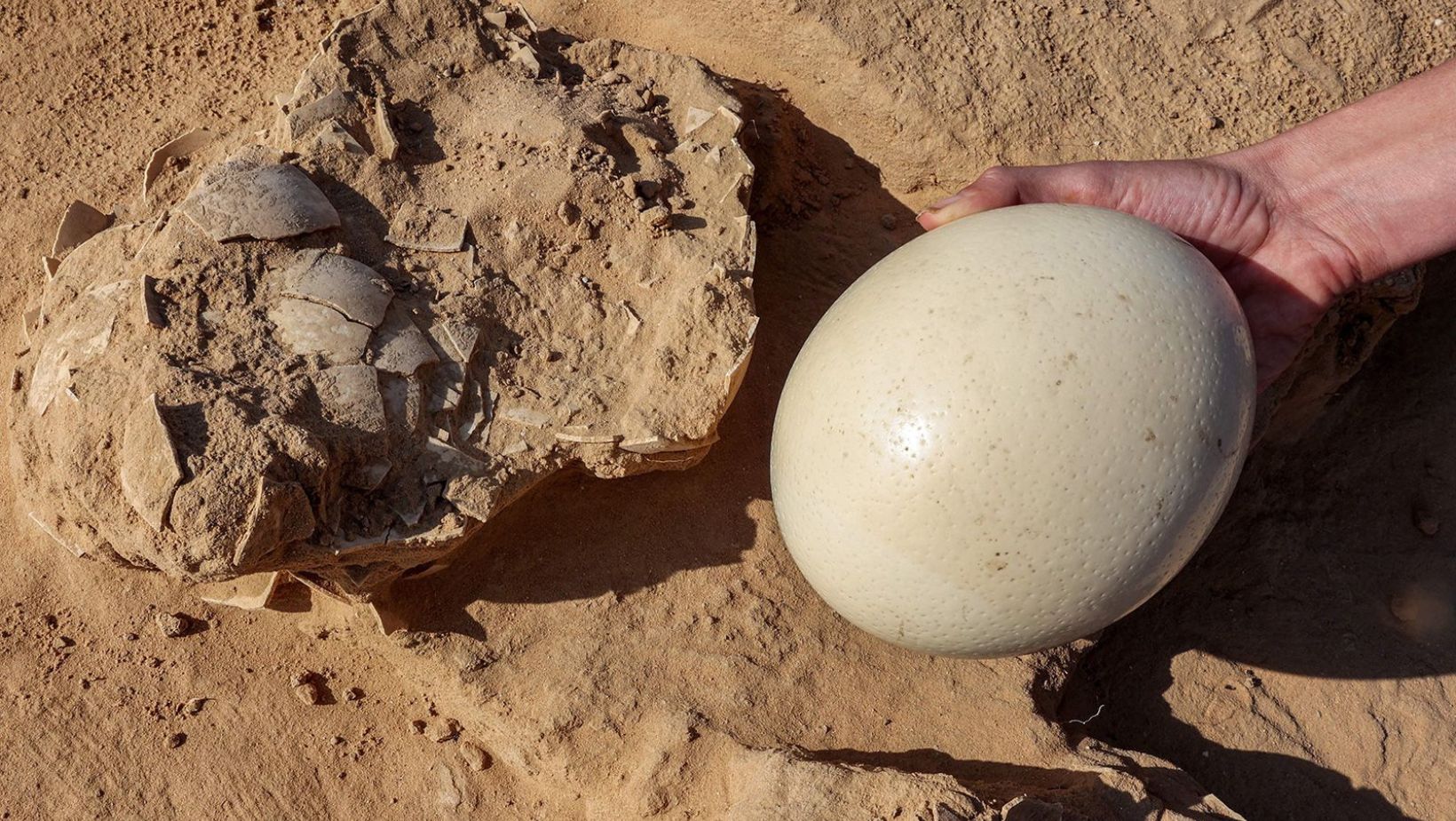 Ancient Ostrich Egg