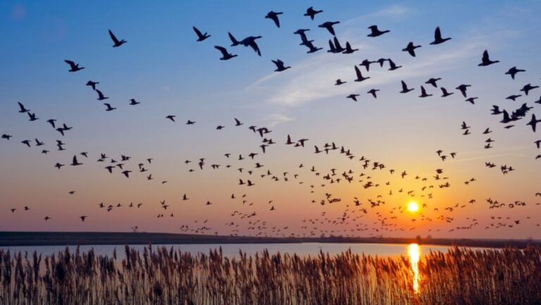 Animal Migrations: How Do Animals Navigate Across Continents?