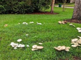 Fairy Rings Main