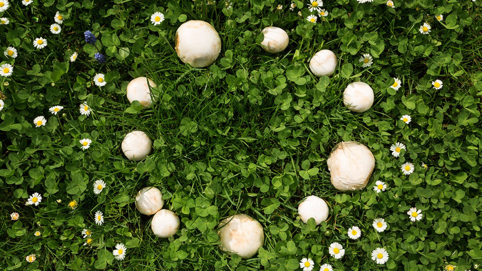 Theories Behind the Formation of Fairy Rings