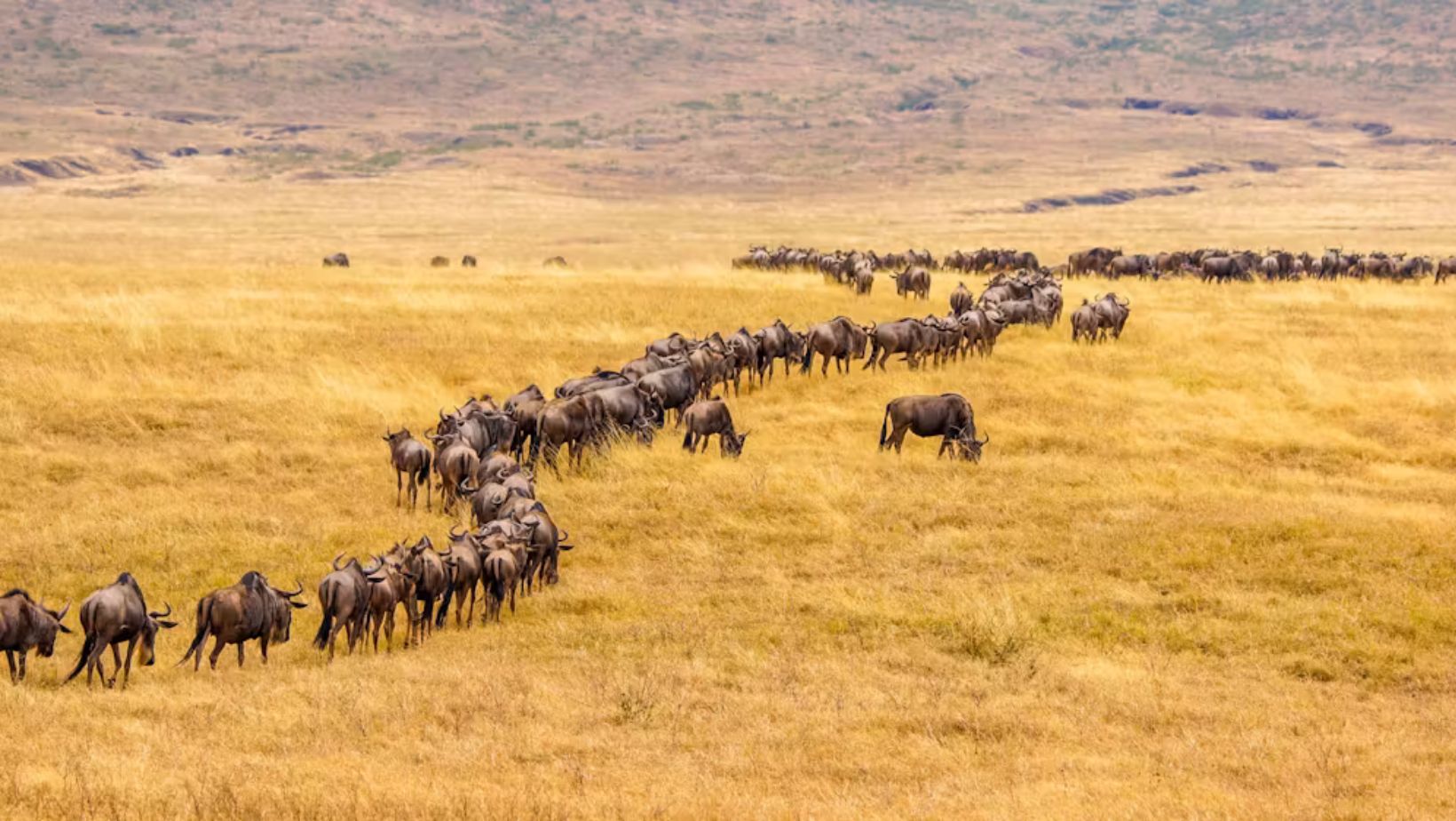 What Drives Animal Migration