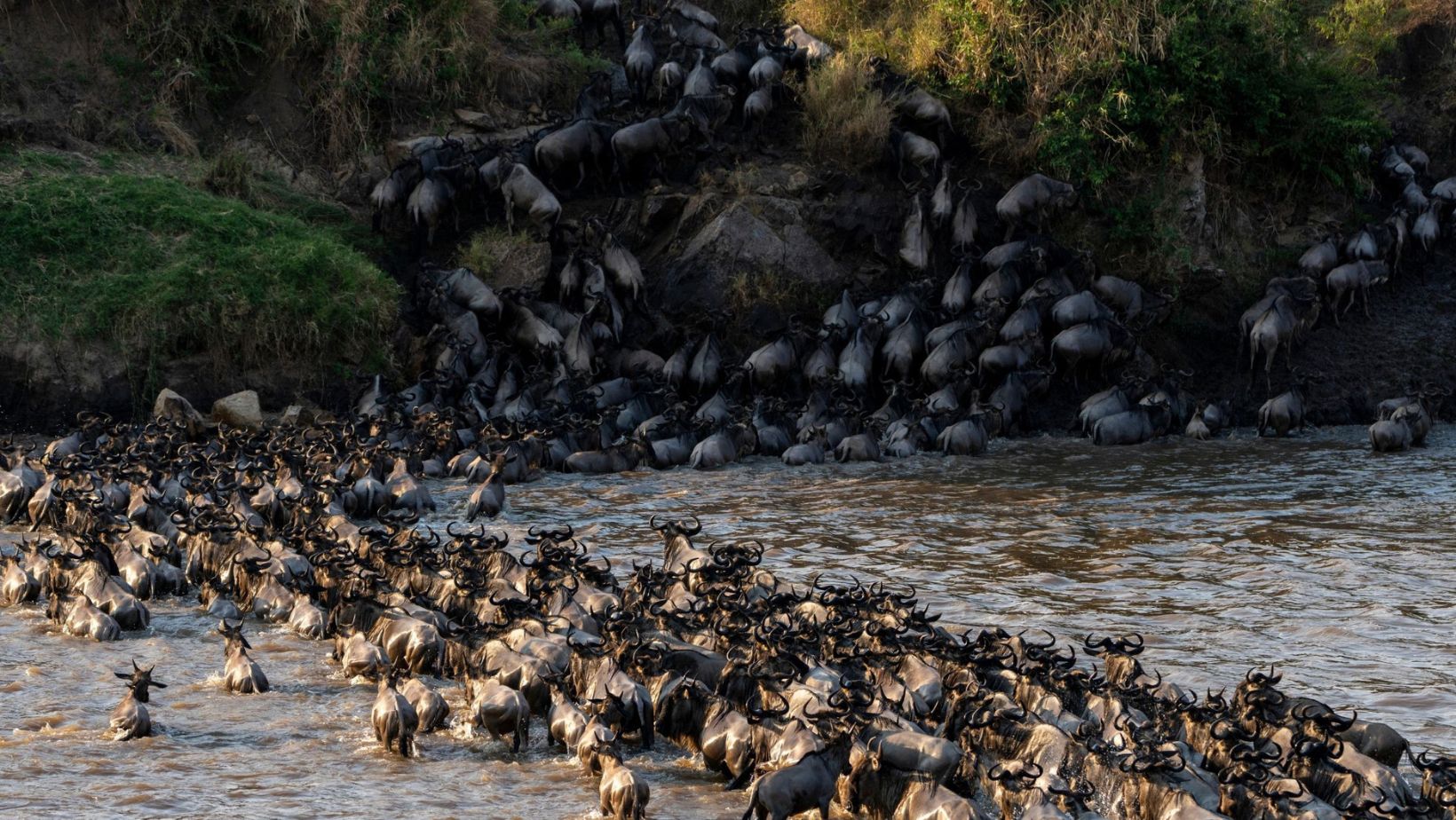 Why Migrations Are Essential for Ecosystems