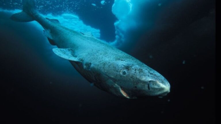The Greenland Shark Mystery: Ancient Lifespans or Evolutionary Quirks?