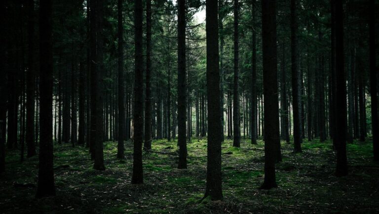 The Black Forest: Germany’s Enchanted Woodlands